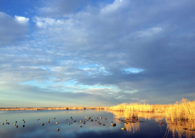 7 Prairie Marsh