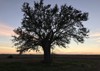 9 Silhouette de chêne